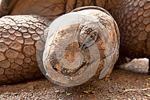 Aldabra giant tortoise (Aldabrachelys gigantea)