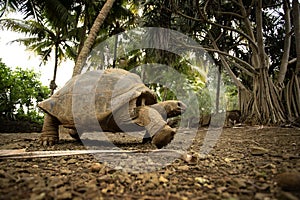 Aldabra giant tortoise, aldabrachelys gigantea