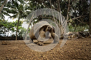 Aldabra giant tortoise, aldabrachelys gigantea