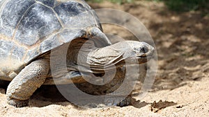 Aldabra giant tortoise, Aldabrachelys gigantea