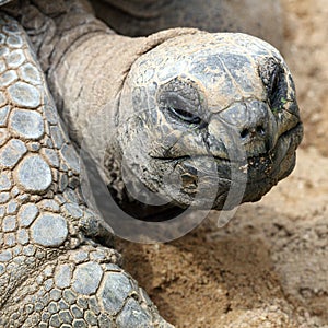 Aldabra giant tortoise, Aldabrachelys gigantea