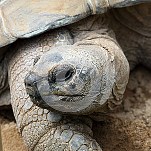 Aldabra giant tortoise, Aldabrachelys gigantea