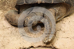 Aldabra giant tortoise (Aldabrachelys gigantea).