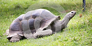 Aldabra giant tortoise (Aldabrachelys gigantea)