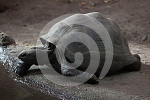 Aldabra giant tortoise (Aldabrachelys gigantea).