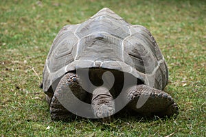 Aldabra giant tortoise (Aldabrachelys gigantea).