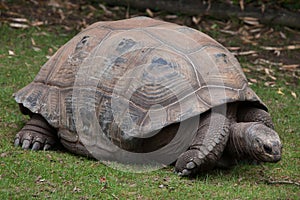 Aldabra giant tortoise Aldabrachelys gigantea