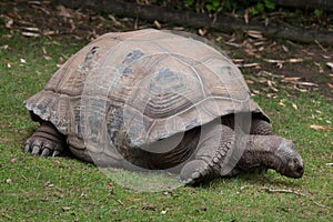 Aldabra giant tortoise Aldabrachelys gigantea