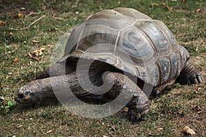 Aldabra giant tortoise Aldabrachelys gigantea