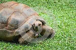 Aldabra giant tortoise Aldabrachelys gigantea