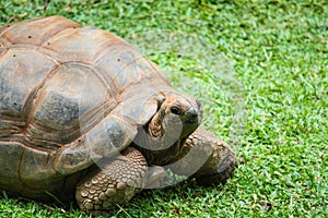 Aldabra giant tortoise Aldabrachelys gigantea