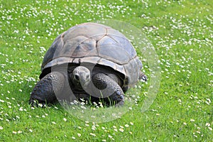 Aldabra giant tortoise photo