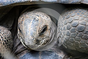 Aldabra Giant Tortoise