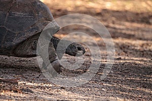 Aldabra Giant Tortoise Aldabrachelys gigantean is a large reptile