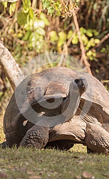 Aldabra Giant Tortoise Aldabrachelys gigantean is a large reptile