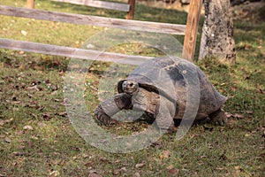 Aldabra Giant Tortoise Aldabrachelys gigantean is a large reptile