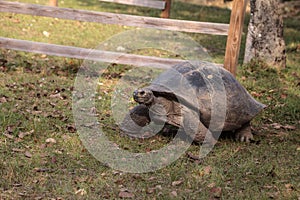 Aldabra Giant Tortoise Aldabrachelys gigantean is a large reptile