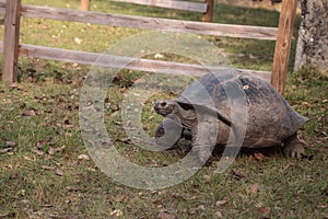 Aldabra Giant Tortoise Aldabrachelys gigantean is a large reptile