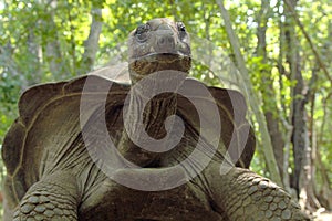 Aldabra giant tortoise from the bottom