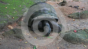 Aldabra giant tortoise browsing leaves Aldabrachelys gigantea. Mahe Island Seychelles.