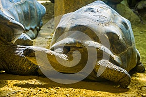 Aldabra giant tortoise closeup portrait, Worlds largest land dwelling turtle specie, Vulnerable animal species from madagascar