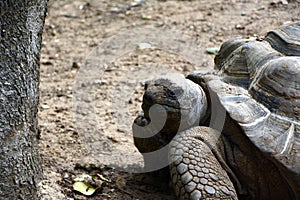 Aldabra Giant Tortoise, with detail of the animal& x27;s head, front paws and shell