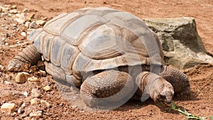 Aldabra Giant Tortoise