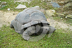 Aldabra giant tortoise enjoy the sun