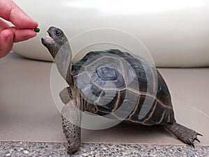 Aldabra giant tortoise  exotic photo