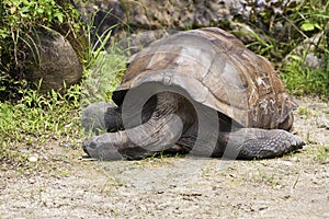 Aldabra Giant Tortoise,Geochelone gigantea