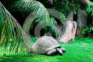 Aldabra giant tortoise, Grande Soeur, Inner Islands, Seychelles photo