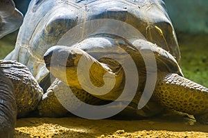 Aldabra giant tortoise with its head in closeup, land dwelling turtles, Vulnerable animal specie from madagascar