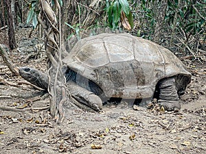 Aldabra giant tortoise, Mauritius. Over 100 years ago, Mauritian Giant Tortoise became extinct and tortoises from Aldabra Island,