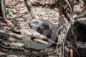 Aldabra giant tortoise, Mauritius. Over 100 years ago, Mauritian Giant Tortoise became extinct and tortoises from Aldabra Island,