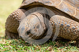 Aldabra giant tortoise, Mauritius. Over 100 years ago, Mauritian Giant Tortoise became extinct and tortoises from Aldabra Island,