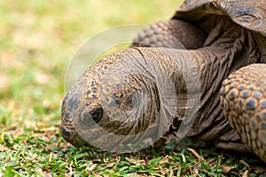 Aldabra giant tortoise, Mauritius. Over 100 years ago, Mauritian Giant Tortoise became extinct and tortoises from Aldabra Island,