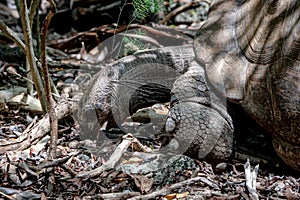 Aldabra giant tortoise, Mauritius. Over 100 years ago, Mauritian Giant Tortoise became extinct and tortoises from Aldabra Island,