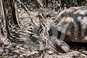 Aldabra giant tortoise, Mauritius. Over 100 years ago, Mauritian Giant Tortoise became extinct and tortoises from Aldabra Island,