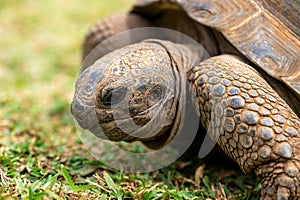 Aldabra giant tortoise, Mauritius. Over 100 years ago, Mauritian Giant Tortoise became extinct and tortoises from Aldabra Island,