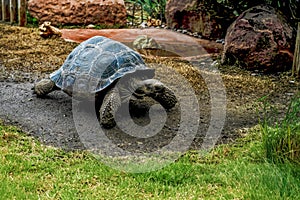 Aldabra Giant Tortoise in Natural Habitat