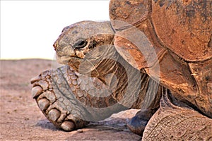 Aldabra Giant Tortoise, Phoenix Zoo, Arizona Center for Nature Conservation, Phoenix, Arizona, United States