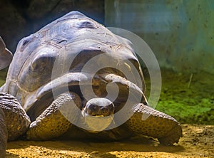 Aldabra giant tortoise portrait, worlds largest turtle specie from madagascar, Vulnerable animal species