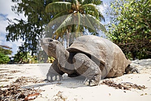 Aldabra giant tortoise on sand beach