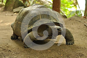 Aldabra giant tortoise