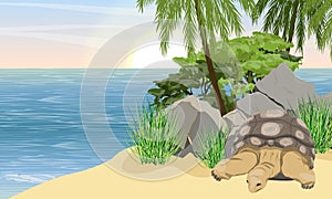 Aldabra giant tortoise on the shores of a small tropical island with white sand and palm trees. Aldabrachelys gigantea