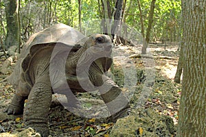 Aldabra giant tortoise between the trees