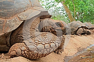 Aldabra giant tortoises