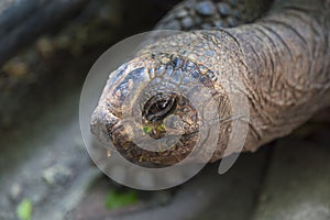 Aldabra giant turtle   Aldabrachelys gigantea