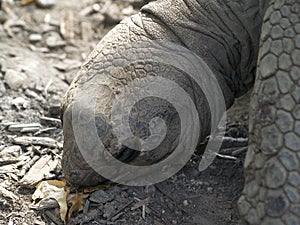 An Aldabra Tortoise 1