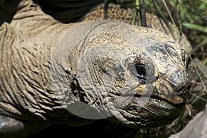 Aldabra Tortoise.
